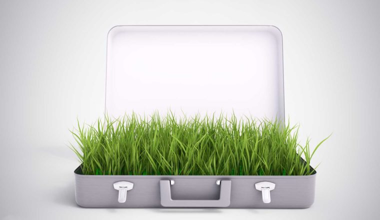 Grass growing out of a briefcase